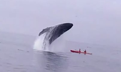 Tải video: Humpback Whale Breaches on Monterey Bay Kayakers