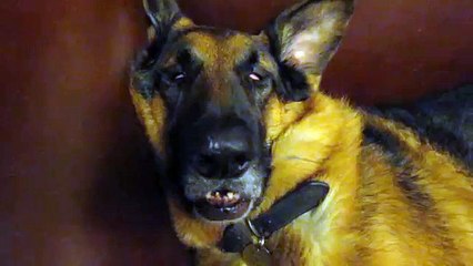 German Shepherd  dreaming and waking up