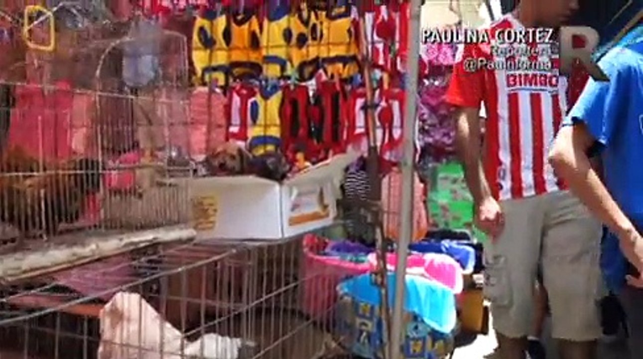 RENDIJAS-IMPUNIDAD-Y-MALTRATO-ANIMAL-EN-EL-BA