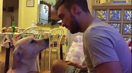 Un chien demande pardon désespérément