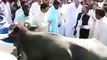 Must Watch Cow Attacked CM Sindh Qaim Ali Shah گائے کا حملہ EiD Mubarak funny video 2023