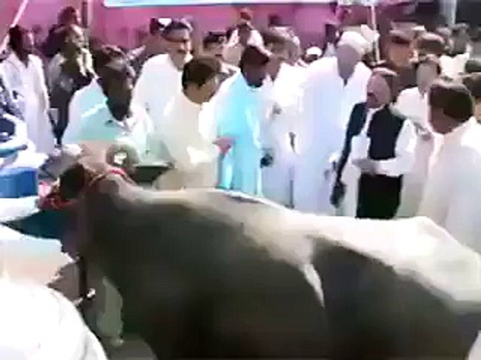 Must Watch Cow Attacked CM Sindh Qaim Ali Shah گائے کا حملہ EiD Mubarak funny video 2023