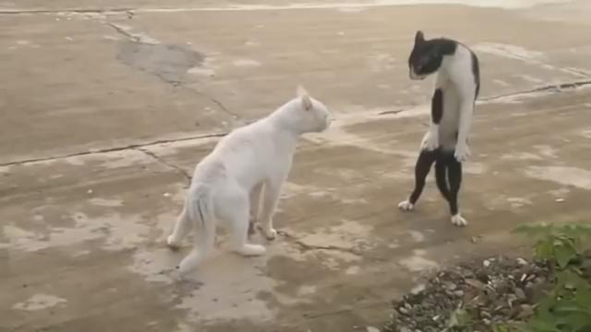 ⁣funny cats compilations,funny cat videos,funny animals,funny video,cats funny,funny videos,funny cat