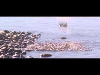 TV3 - 33 recomana - Sufjan Stevens. Auditòri Fòrum
