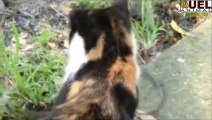 Cat vs snake in a fight to the death! See who wins!