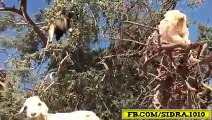Goats Climbed at Tree