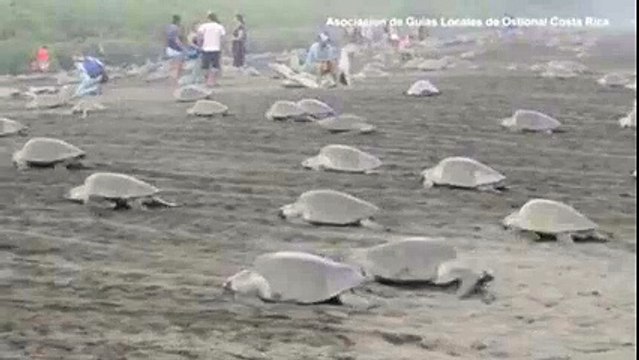 White Turtles at Ostional coastline of Costa Rica