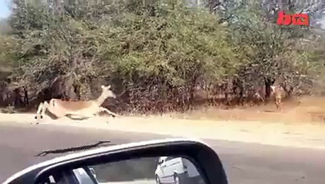 Deer crossing Or....