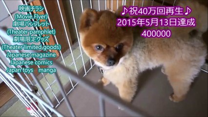 Marvel Comics Ant-Man VS Pomeranian ポメラニアン アントマンを探せ