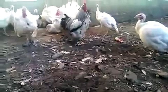 Петух наказал мальчика