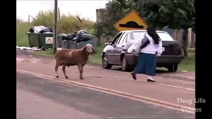 Animais Thug Life! Deal with it - Funny animals, animas engraçados da internet
