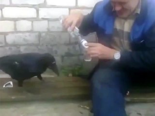 Ворона пьёт водку