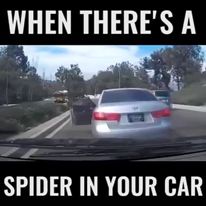Spider