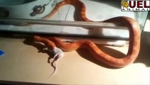 Mouse vs Snake: epic fight