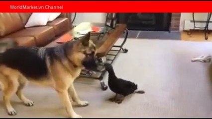 Clip hài hước Khi bạn thân của chó là một chú vịt