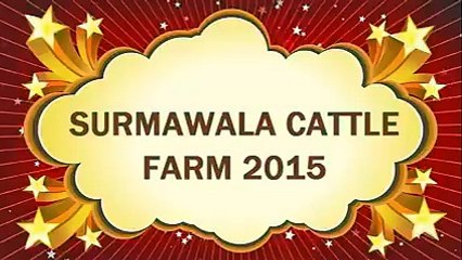 Surmawala Cattle Farm