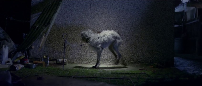 Un chien chante I Will Survive dans cette campagne pour la protection des animaux