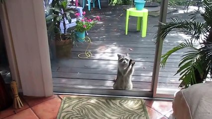 Скачать видео: Un raton laveur frappe à la porte pour demander à manger! Trop mignon