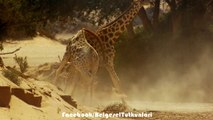 Erkek Zürafaların Üstünlük Kavgası - Sahra