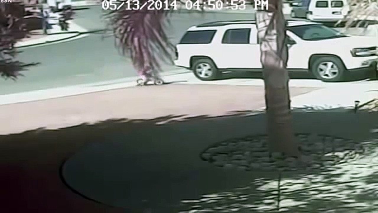 Кот спас 4х летнего ребенка от нападения собаки