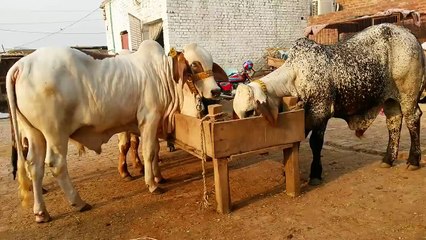 Beautiful Qurbani Akbar Cattle Farm 2015 Part 2