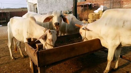 Beautiful Qurbani Akbar Cattle Farm 2015 Part 4