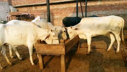 Beautiful Qurbani Akbar Cattle Farm 2015 Part 5