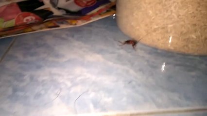 Cockroach survives decapitation and walks around