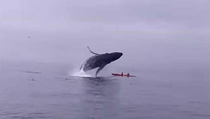 Une baleine écrase deux kayakistes