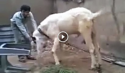 Stupid Pakistani Fighter Funny Bakra Funny Clips