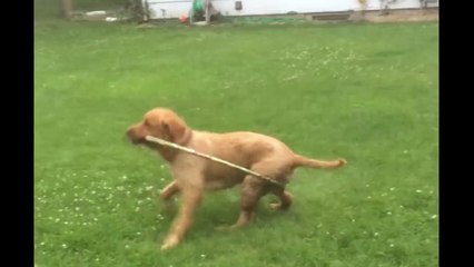 Cute Puppy Likes To Hula Hoop