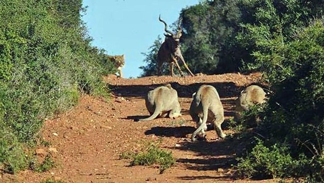 savage attack by lion caught  on camera
