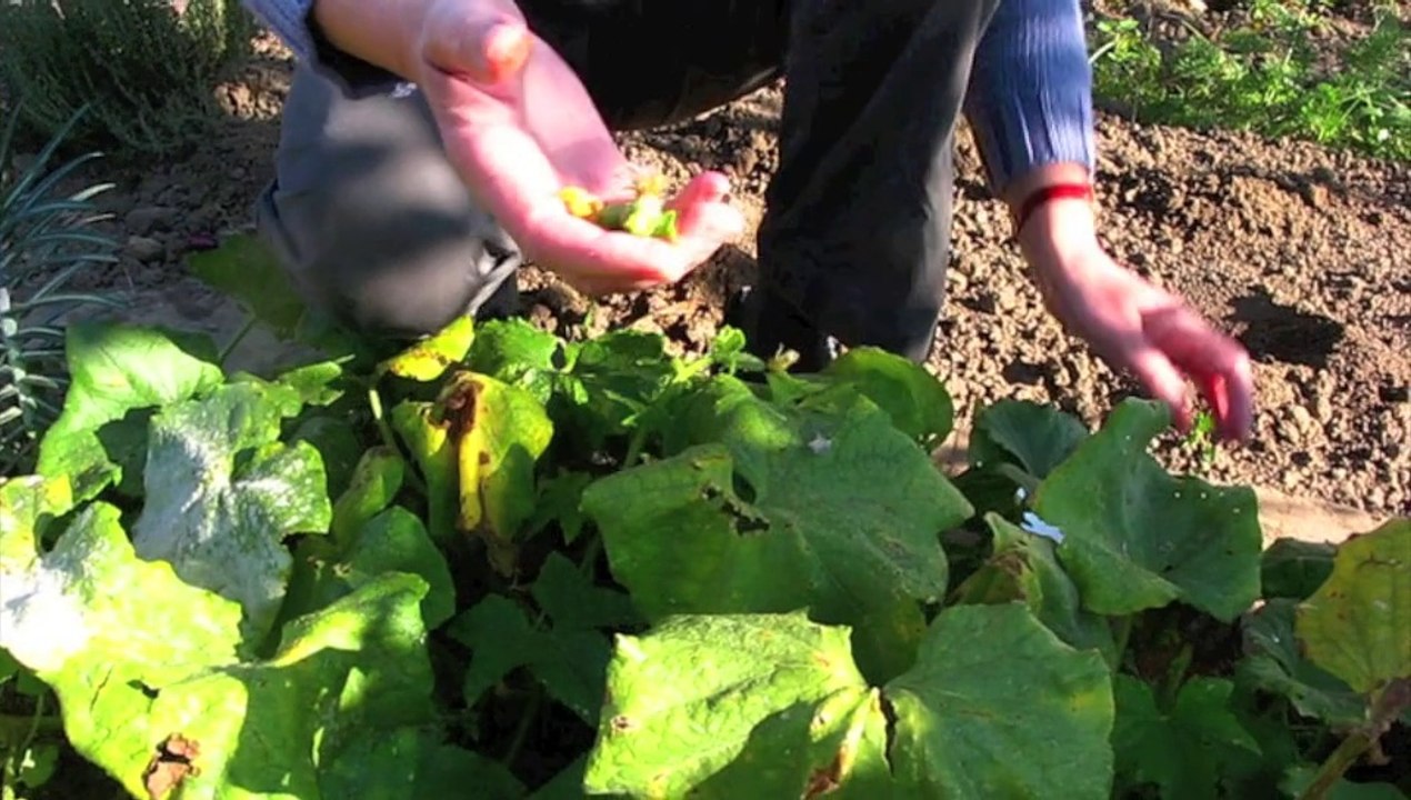 Jardinage : l'art de la récolte et de la conservation des cornichons