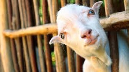 Sacrificial Goats in Pakistan Get More Expensive After Flood