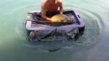 Spiegelkarpfen 23%2C5 kg Brandstattersee