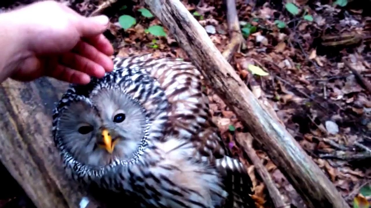 Sweet Owls