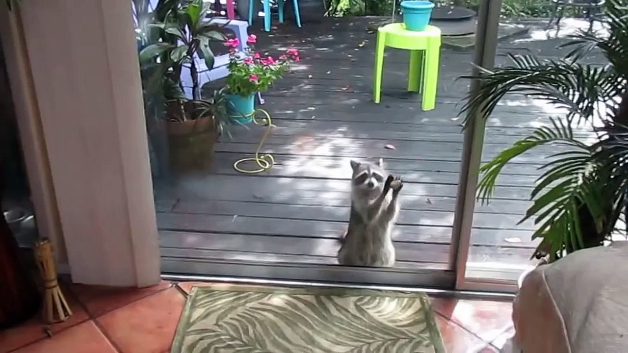 Un raton laveur frappe à la porte pour demander à manger! Trop mignon