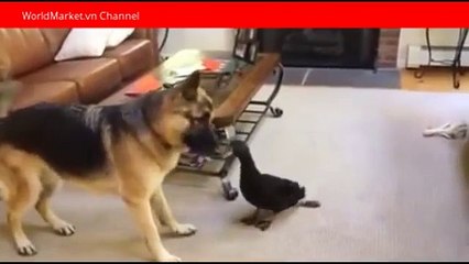 Clip hài hước Khi Bạn thân của chó là một chú vịt