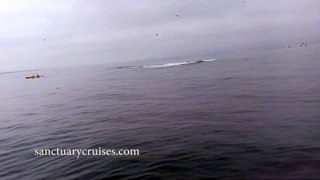Une baleine atterrit sur des kayakers après son saut hors de l'eau