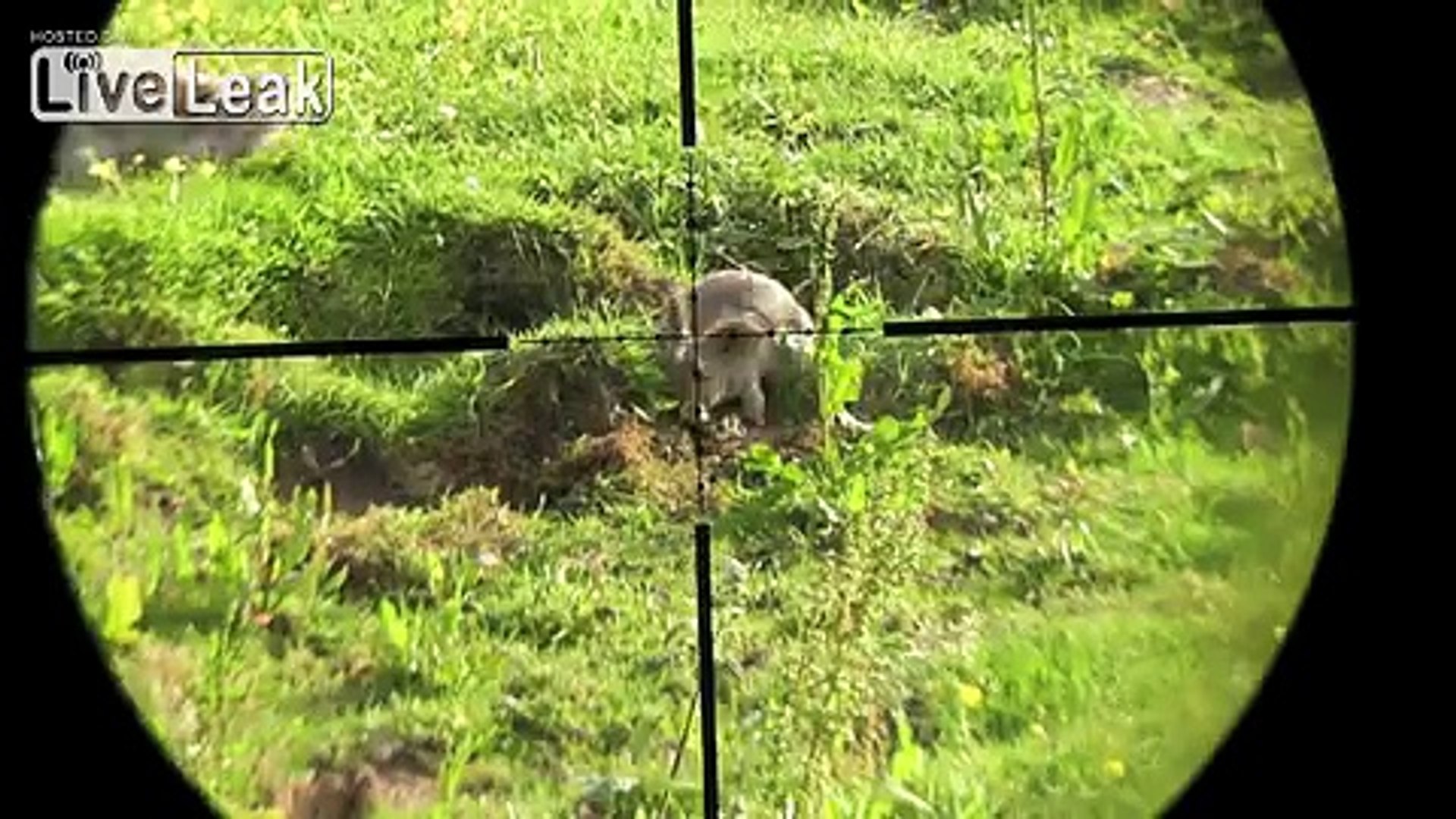 ⁣**RABBIT HUNTING (+)SNIPER(+) RABBIT HUNTING**