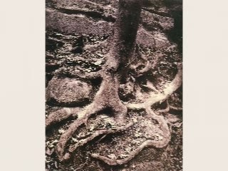 Les arbres d'Eugène Atget