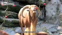 The Chainsmokers - #SELFIE [GOAT VERSION] FUNNY VIDEO