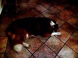 Snoring Dog Sounds Like a Fog Horn