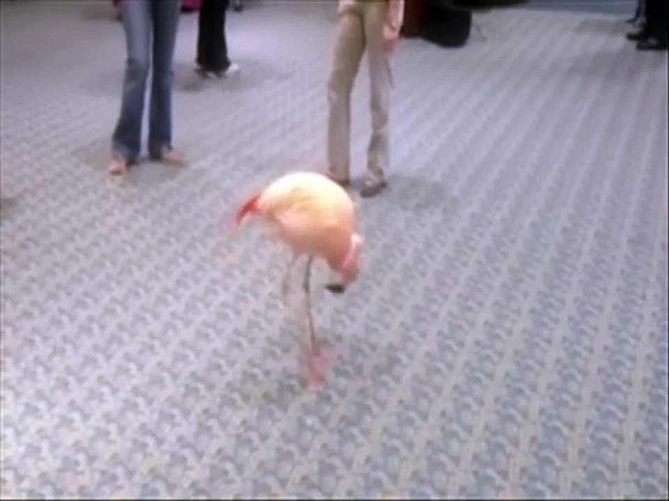 Un flamant rose danse au son d'une cornemuse