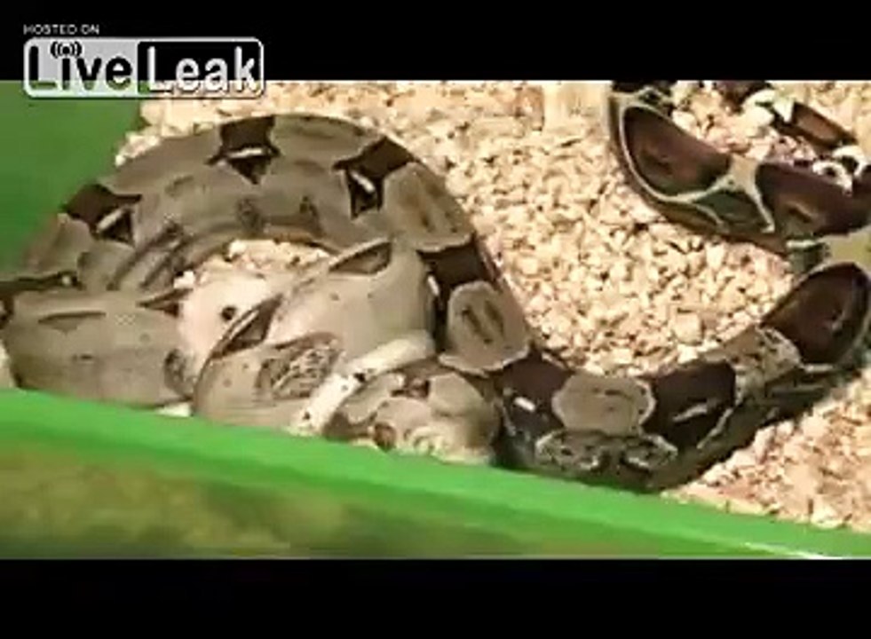 <strong>BOA CONSTRICTOR VS HAMSTER</strong> LIVE FEEDING video