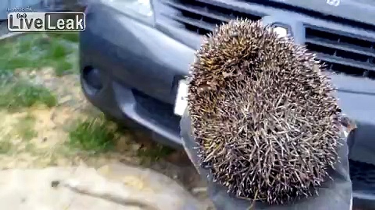 Forest hedgehog on my summer house