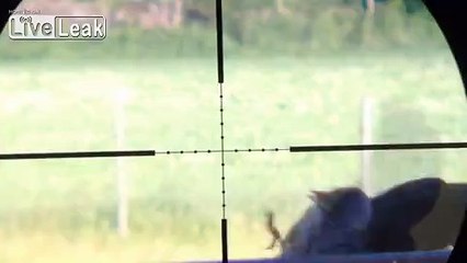 **JACKDAW HUNTING (+)SNIPER(+) JACKDAW HUNTING**