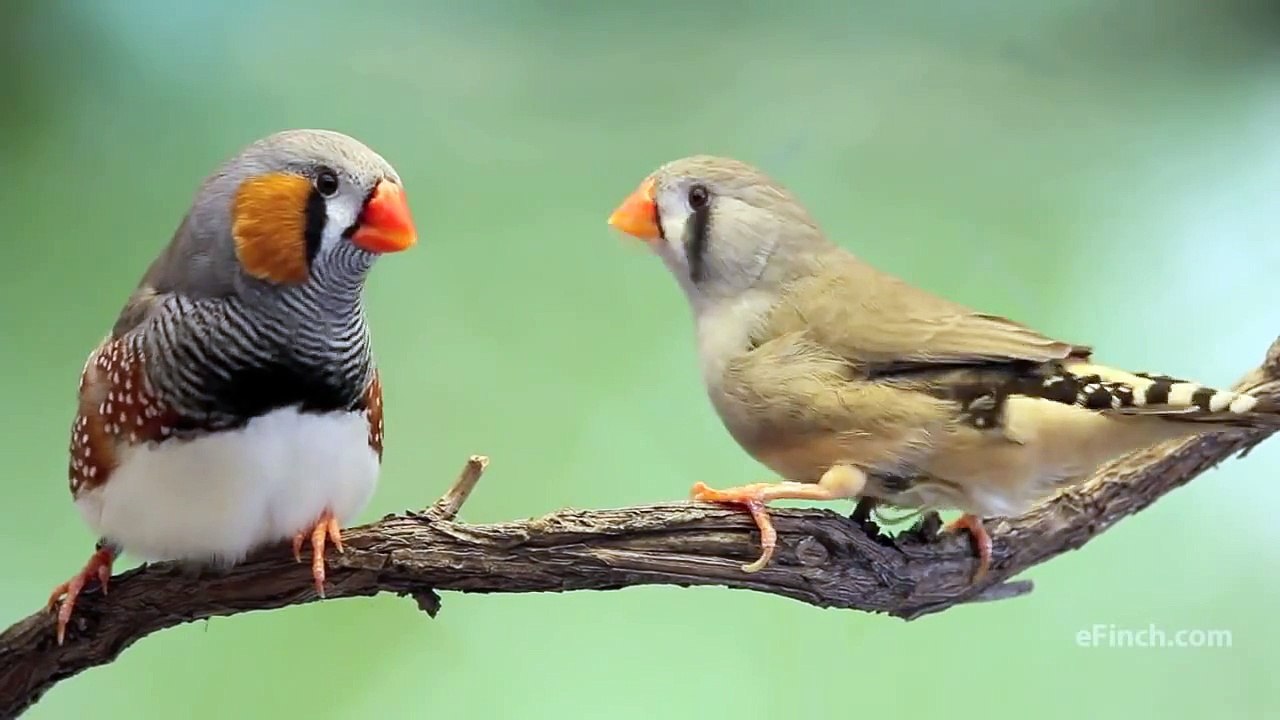 Zebra finch courtship song