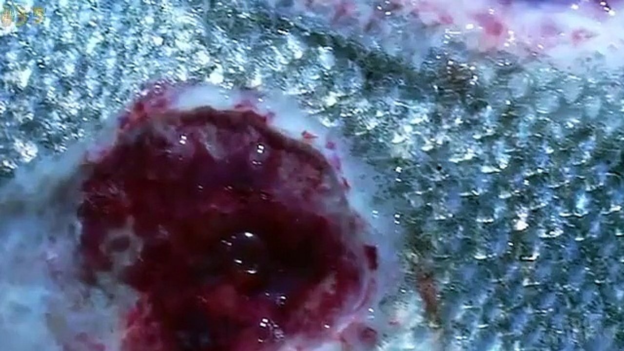 Vampire Fish