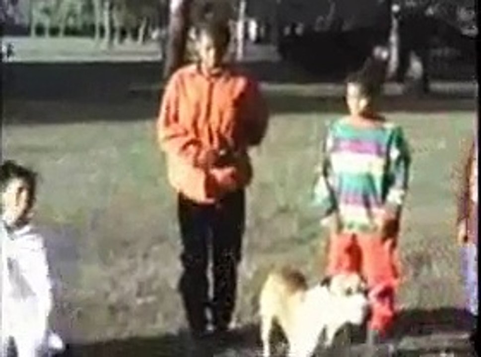 amazing dog with fun